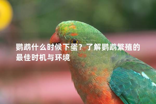 鹦鹉什么时候下蛋？了解鹦鹉繁殖的最佳时机与环境
