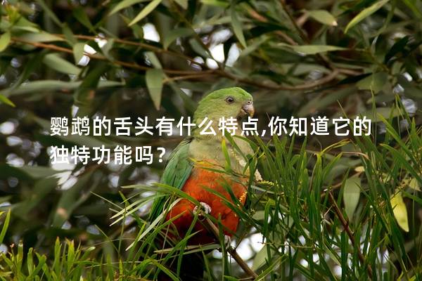 鹦鹉的舌头有什么特点,你知道它的独特功能吗？