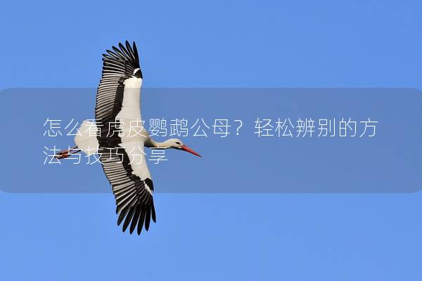怎么看虎皮鹦鹉公母？轻松辨别的方法与技巧分享