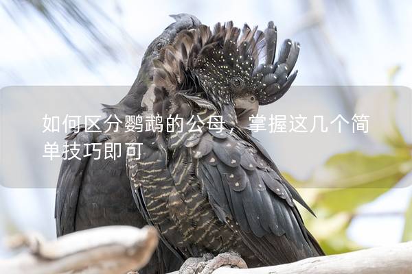 如何区分鹦鹉的公母，掌握这几个简单技巧即可