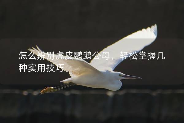 怎么辨别虎皮鹦鹉公母，轻松掌握几种实用技巧