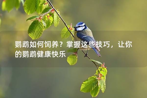 鹦鹉如何饲养？掌握这些技巧，让你的鹦鹉健康快乐