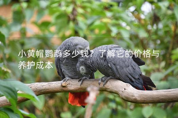 小黄帽鹦鹉多少钱？了解它的价格与养护成本