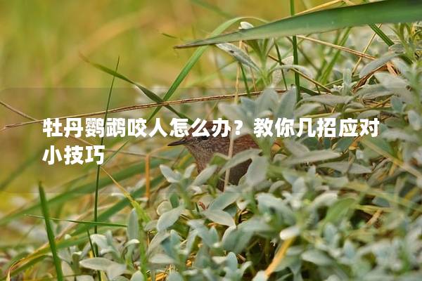 牡丹鹦鹉咬人怎么办？教你几招应对小技巧