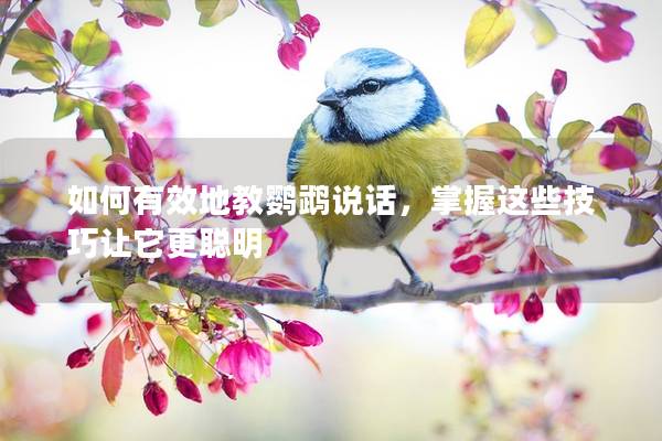 如何有效地教鹦鹉说话，掌握这些技巧让它更聪明