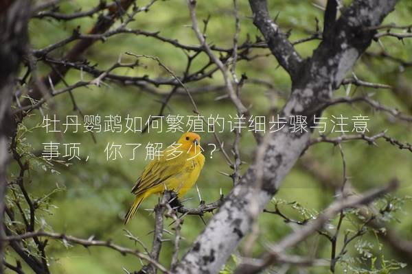 牡丹鹦鹉如何繁殖的详细步骤与注意事项，你了解多少？