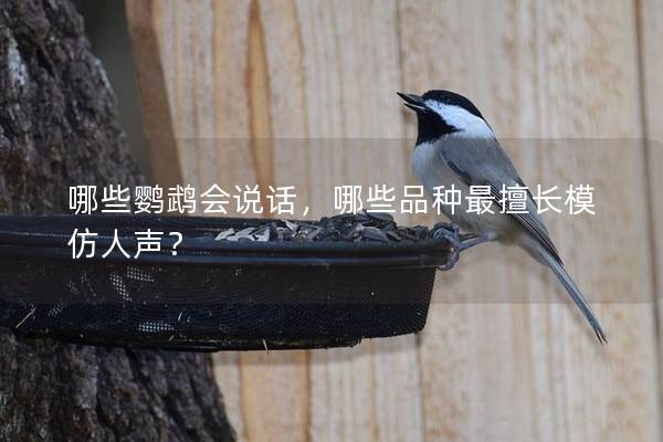 哪些鹦鹉会说话，哪些品种最擅长模仿人声？