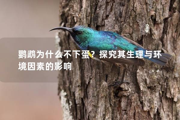 鹦鹉为什么不下蛋？探究其生理与环境因素的影响