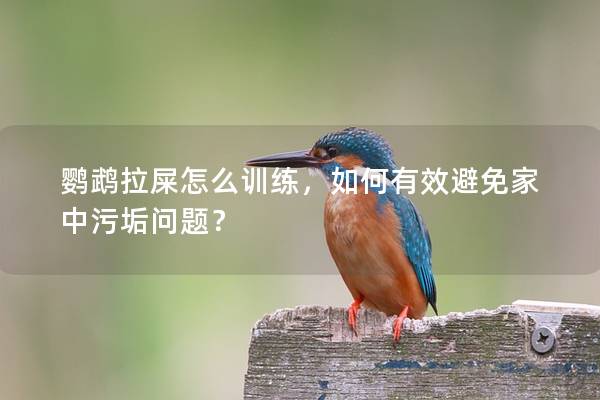 鹦鹉拉屎怎么训练，如何有效避免家中污垢问题？