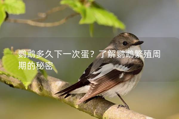 鹦鹉多久下一次蛋？了解鹦鹉繁殖周期的秘密