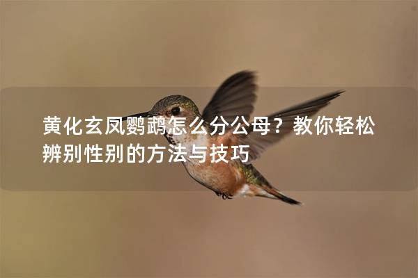 黄化玄凤鹦鹉怎么分公母？教你轻松辨别性别的方法与技巧
