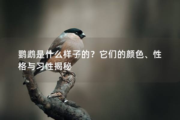 鹦鹉是什么样子的？它们的颜色、性格与习性揭秘