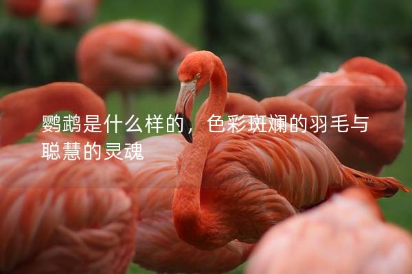 鹦鹉是什么样的，色彩斑斓的羽毛与聪慧的灵魂