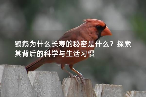 鹦鹉为什么长寿的秘密是什么？探索其背后的科学与生活习惯