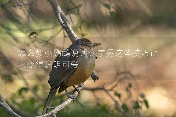 怎么教小鹦鹉说话，掌握这些技巧让它变得聪明可爱