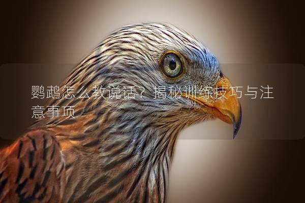 鹦鹉怎么教说话？揭秘训练技巧与注意事项