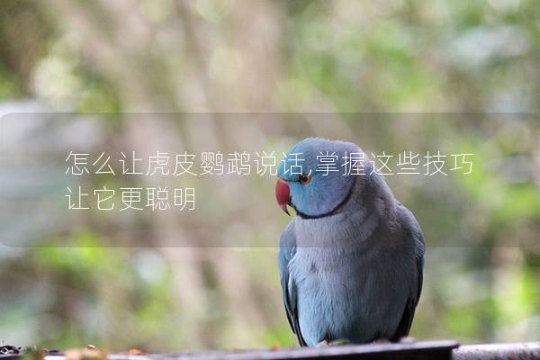 怎么让虎皮鹦鹉说话,掌握这些技巧让它更聪明