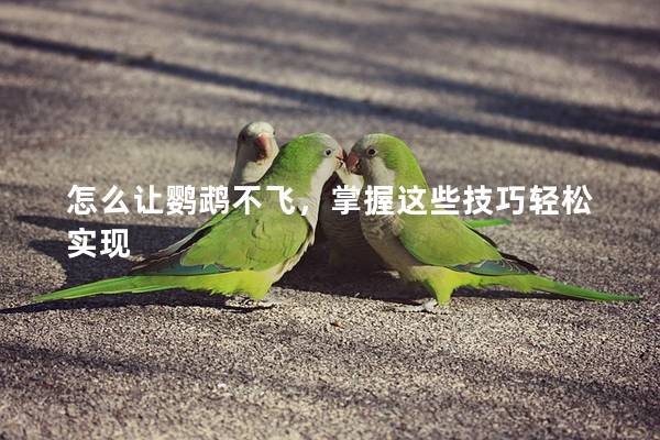 怎么让鹦鹉不飞，掌握这些技巧轻松实现