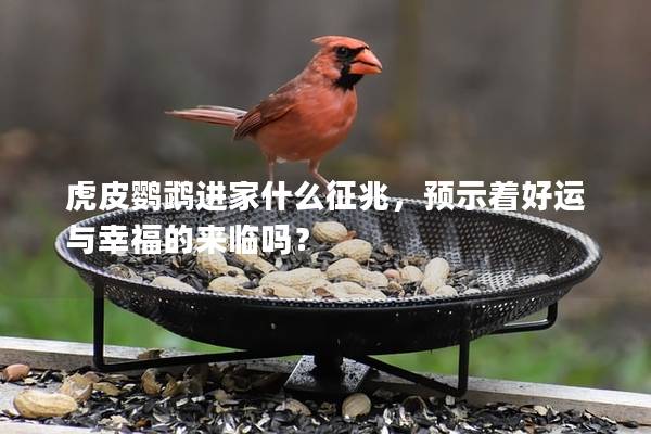 虎皮鹦鹉进家什么征兆，预示着好运与幸福的来临吗？