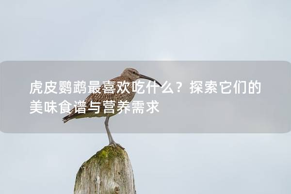 虎皮鹦鹉最喜欢吃什么？探索它们的美味食谱与营养需求