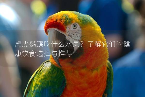虎皮鹦鹉吃什么水果？了解它们的健康饮食选择与推荐