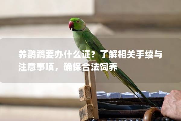 养鹦鹉要办什么证？了解相关手续与注意事项，确保合法饲养