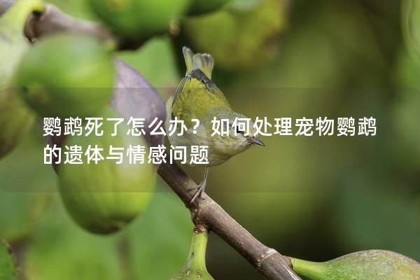 鹦鹉死了怎么办？如何处理宠物鹦鹉的遗体与情感问题