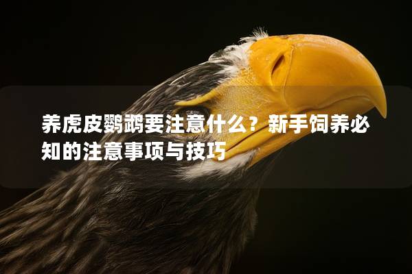 养虎皮鹦鹉要注意什么？新手饲养必知的注意事项与技巧
