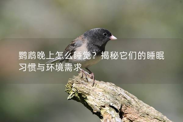 鹦鹉晚上怎么睡觉？揭秘它们的睡眠习惯与环境需求