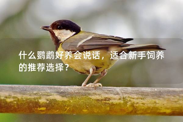 什么鹦鹉好养会说话，适合新手饲养的推荐选择？