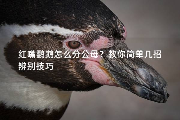红嘴鹦鹉怎么分公母？教你简单几招辨别技巧