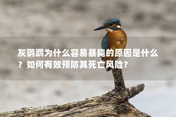 灰鹦鹉为什么容易暴毙的原因是什么？如何有效预防其死亡风险？