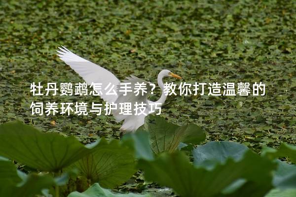 牡丹鹦鹉怎么手养？教你打造温馨的饲养环境与护理技巧