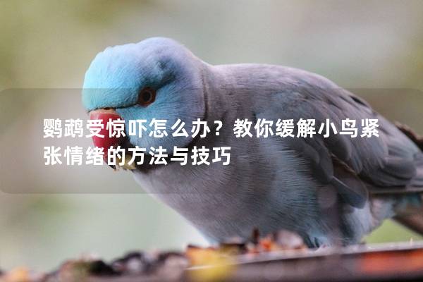 鹦鹉受惊吓怎么办？教你缓解小鸟紧张情绪的方法与技巧