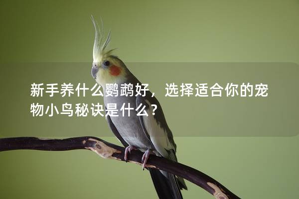 新手养什么鹦鹉好，选择适合你的宠物小鸟秘诀是什么？