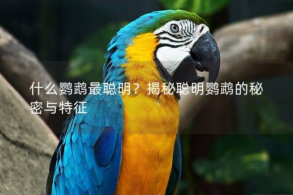 什么鹦鹉最聪明？揭秘聪明鹦鹉的秘密与特征