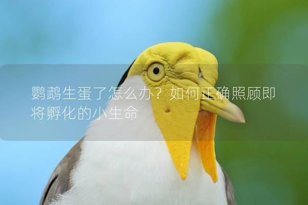 鹦鹉生蛋了怎么办？如何正确照顾即将孵化的小生命