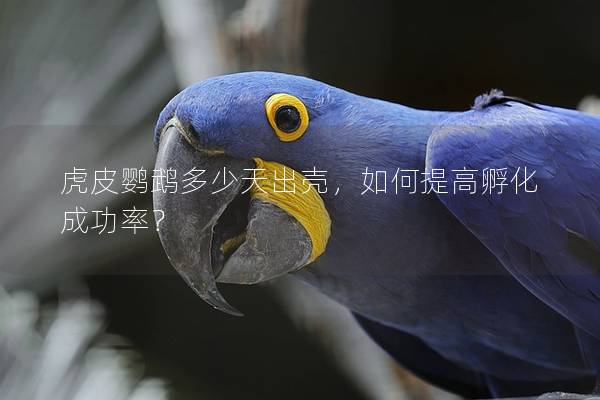 虎皮鹦鹉多少天出壳，如何提高孵化成功率？