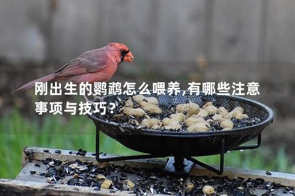 刚出生的鹦鹉怎么喂养,有哪些注意事项与技巧？