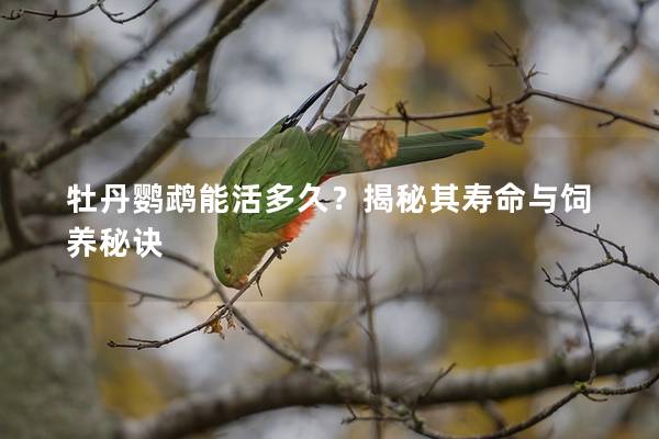 牡丹鹦鹉能活多久？揭秘其寿命与饲养秘诀