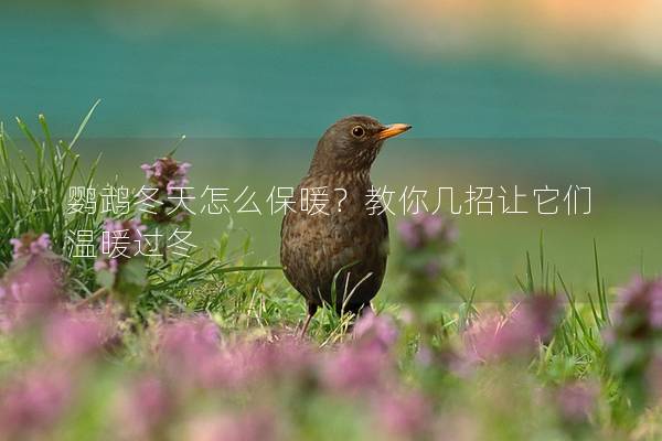 鹦鹉冬天怎么保暖？教你几招让它们温暖过冬
