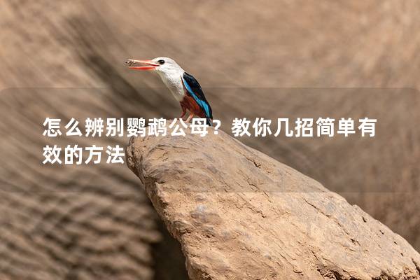 怎么辨别鹦鹉公母？教你几招简单有效的方法