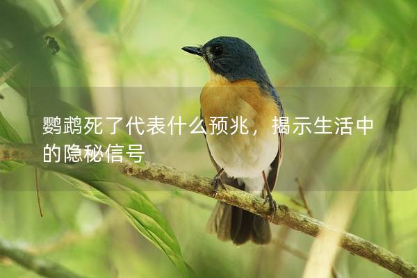 鹦鹉死了代表什么预兆，揭示生活中的隐秘信号