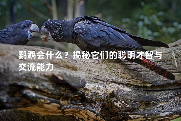鹦鹉会什么？揭秘它们的聪明才智与交流能力