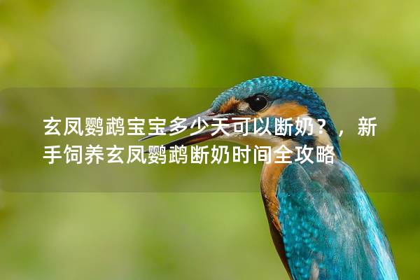 玄凤鹦鹉宝宝多少天可以断奶？，新手饲养玄凤鹦鹉断奶时间全攻略