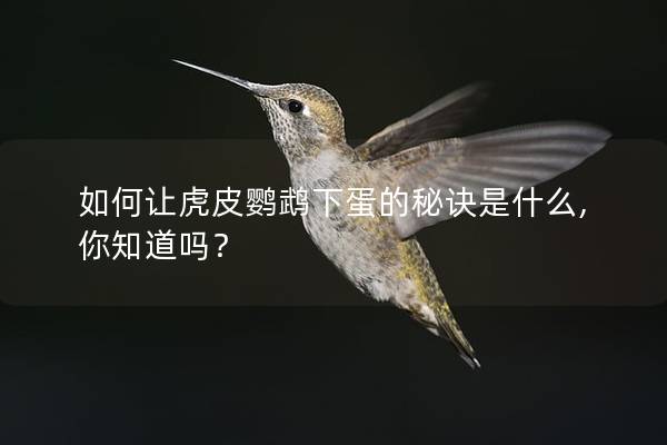 如何让虎皮鹦鹉下蛋的秘诀是什么,你知道吗？