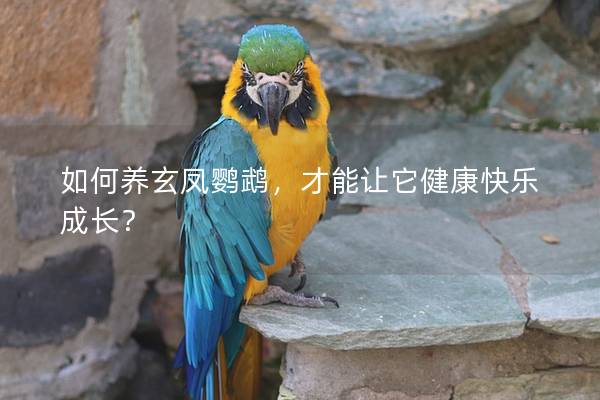 如何养玄凤鹦鹉，才能让它健康快乐成长？