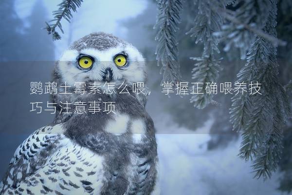 鹦鹉土霉素怎么喂，掌握正确喂养技巧与注意事项