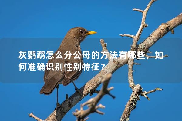 灰鹦鹉怎么分公母的方法有哪些，如何准确识别性别特征？