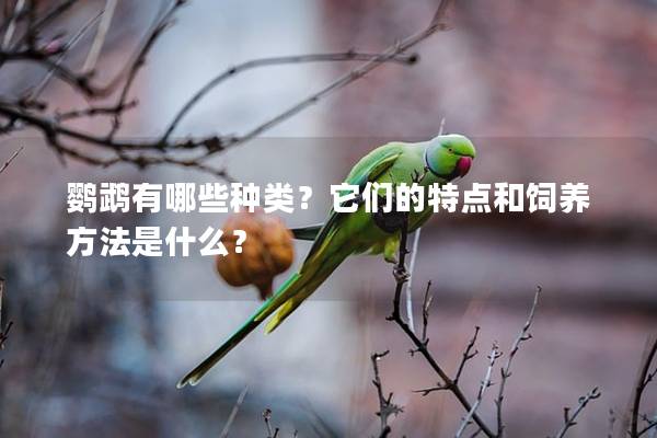 鹦鹉有哪些种类？它们的特点和饲养方法是什么？